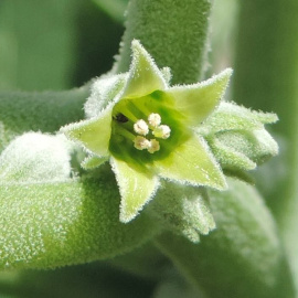 Flor de la ashwagandha.
