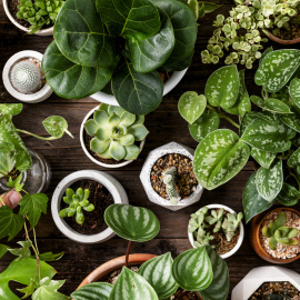 Plantas de interior.