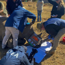 Científicos trabajan para marcar con isótopos radiactivos los cuernos de rinocerontes.