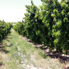 Un camp de nectarines a Alcarràs (Segrià)