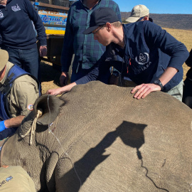 Científicos marcan con isótopos radiactivos los cuernos de rinocerontes.
