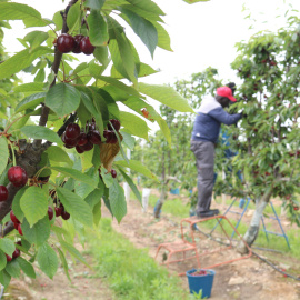 Un temporer collint cireres en una finca de Seròs