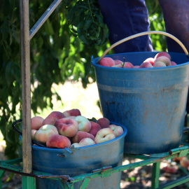Dues galledes plenes de paraguaians