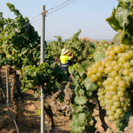 La verema a Raimat, al Segrià.