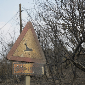 Una señal quemada, a 13 de agosto de 2025, en un incendio en Ourense.