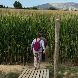 Una parella entra en el laberint de blat de moro de Serra de Daró