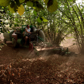 Imatge d'arxiu d'una pagesa plegant avellanes