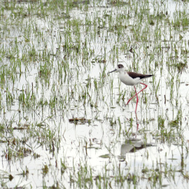 Un camallarg caminant entre els aiguamolls de l'Empordà