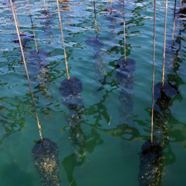 Cordes amb musclos dins de l'aigua de la badia dels Alfacs