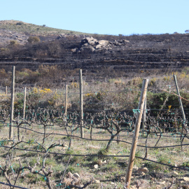 Les vinyes del Celler Espelt amb la muntanya cremada al fons per l'incendi a Roses, 23 de febrer de 2022.