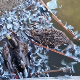 Pese a las denuncias vecinales, los patos vivos convivieron durante días con los muertos en el Parque de Huelin de Málaga.