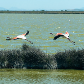 Aves en el Parque Nacional de Doñana en Sevilla. (Archivo).