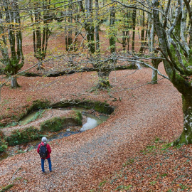 Bosque de Otzarreta