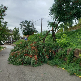 Un arbre caigut pel temporal d'aquest dissabte a Berga, en una imatge dels Bombers.