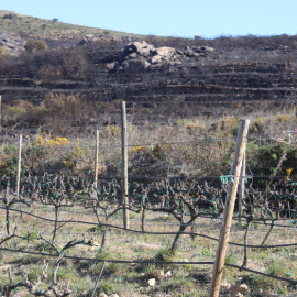Los viñedos del Celler Espelt con la montaña quemada al fondo por el incendio en Roses.