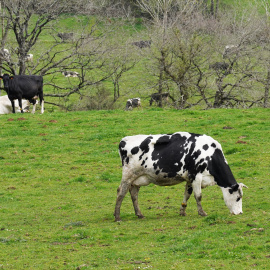 Varias vacas lecheras pastorean en una granja.
