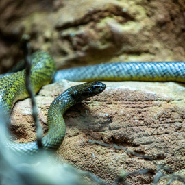 significa-sonar-con-serpientes