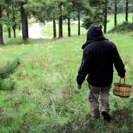 Un dels primers boletaires de la temporada a Capolat, al Berguedà