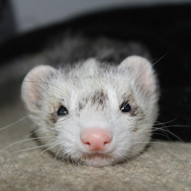 Los hurones son un animal doméstico muy popular, pero que requieren de cuidados específicos.