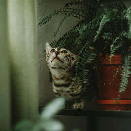 Debido a su naturaleza curiosa, un gato siempre explora hasta el último rincón de la casa.