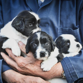 Se dice que un año humano equivale a siete de perro, aunque no es exactamente así.