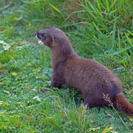 El visón europeo en su hábitat natural.
