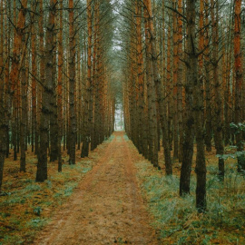 El test del bosque se ha puesto de moda en las redes sociales.