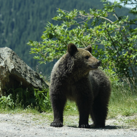 Muchas mujeres declararon que prefieren verse atrapadas con un oso que con un hombre.