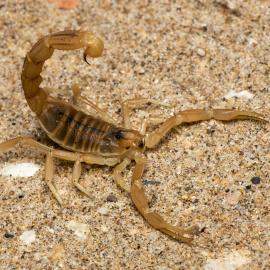 El escorpión es uno de los animales más letales del planeta.
