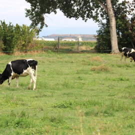 Imatge d'arxiu de vaques pasturant.