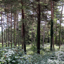 Imatge d'arxiu d'un bosc al Berguedà.