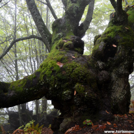 Aunque el valle del Jerte se caracteriza por sus cerezos, en sus paisajes también se pueden encontrar algunos castaños centenarios.