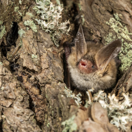 Exemplar de la nova espècie de ratpenat trobat al Parc Natural del Cadí-Moixeró
