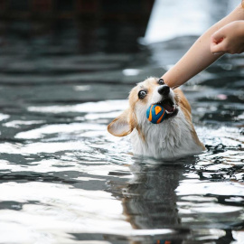 A los perros les encantan los juguetes... y jugar con nosotros.