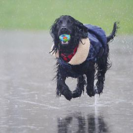 Perro con su juguete favorito bajo la lluvia.