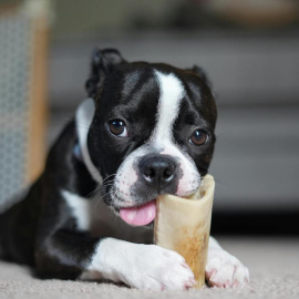 A los perros les encanta comer, pero no todos los alimentos son buenos para ellos.