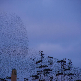 El baile de los estorninos está considerado uno de los grades espectáculos de la naturaleza.