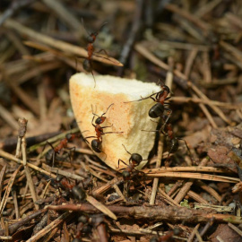 El trocito de comida más pequeño es todo un festín para las hormigas.
