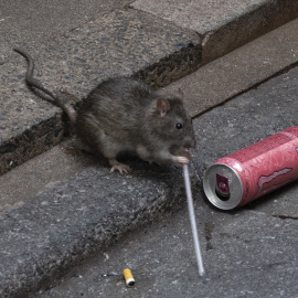 Una rata bebe una bebida energética en las calles de Japón.