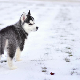 Algunos perros están preparados genéticamente para soportar el frío, pero otros precisan de nuestra ayuda.