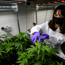 Una científica poda plantas de cannabis terapéutico en una célula agronómica en Francia.