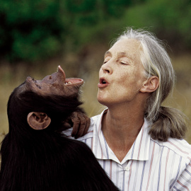 Imagen de archivo de Jane Goodall con un chimpancé.