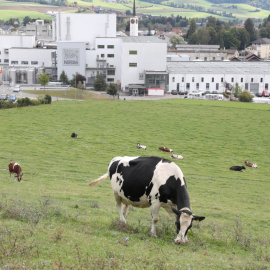 Foto de archivo de vacas pastando alrededor de una planta de Nestlé.