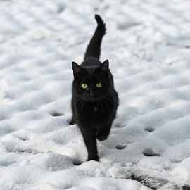 (Foto de ARCHIVO)08 de febrero de 2021, Eslovaquia, Bistricany: Un gato negro camina por un campo nevado en medio de gélidas temperaturas. Foto: Radovan Stoklasa/TASR/dpa08/2/2021 SOLO PARA USO EN ESPAÑA