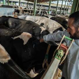 Un veterinari injectant la vacuna contra la dermatosi