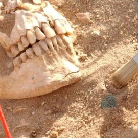 Cráneo de un soldado del ejército de Napoleón junto a un botón de un uniforme militar.