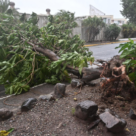 Fotografía de árboles caídos en una carretera debido al paso del huracán Melissa este martes, en Kingston (Jamaica).