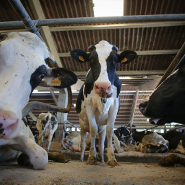 Vacas de una ganadería de lácteo (Archivo).