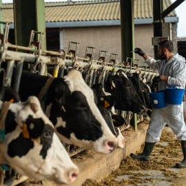 Un veterinari durant la vacunació de caps de bestiar boví en una granja inclosa dins el radi del focus de la Dermatosi Nodular Contagiosa a l'Alt Empordà