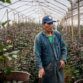 Segundo Fernández, productor de rosas, contempla en silencio su plantación en Tabacundo, Ecuador.
